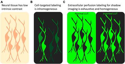 Fluorescence microscopy shadow imaging for neuroscience
